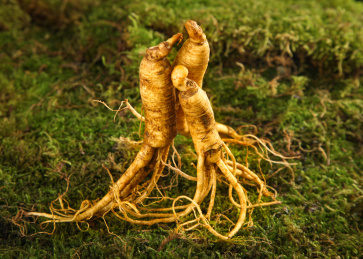 草地上的长白山人参