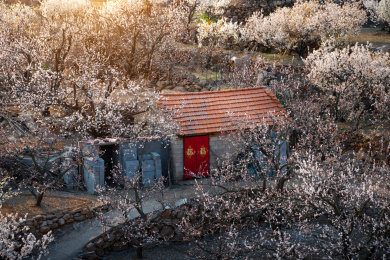 春季桃花盛开的村庄小屋