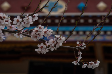 中国西藏林芝索松村藏寨桃花