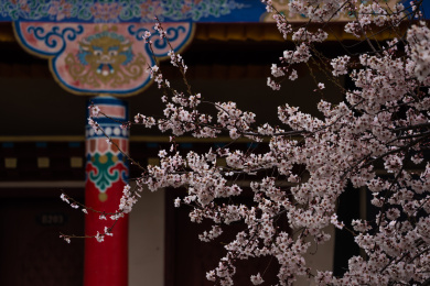 中国西藏林芝索松村藏寨桃花