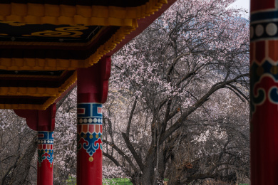 中国西藏林芝索松村藏寨桃花