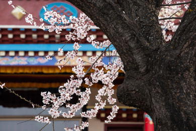 中国西藏林芝索松村藏寨桃花