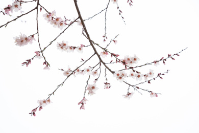 中国西藏林芝桃花特写