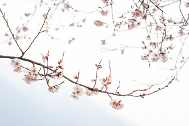 中国西藏林芝桃花特写