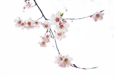 中国西藏林芝桃花特写