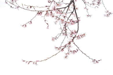 中国西藏林芝桃花特写