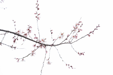 中国西藏林芝桃花特写