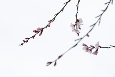 中国西藏林芝桃花特写