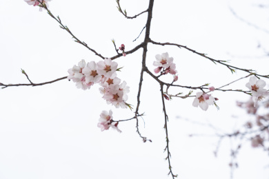 中国西藏林芝桃花特写
