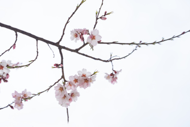中国西藏林芝桃花特写