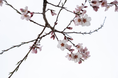 中国西藏林芝桃花特写