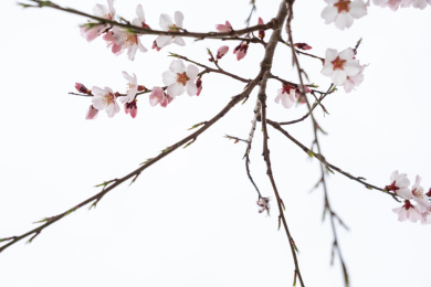 中国西藏林芝桃花特写