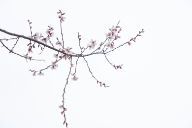 中国西藏林芝桃花特写