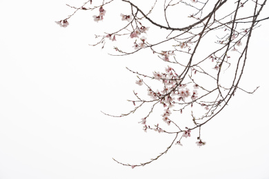 中国西藏林芝桃花特写