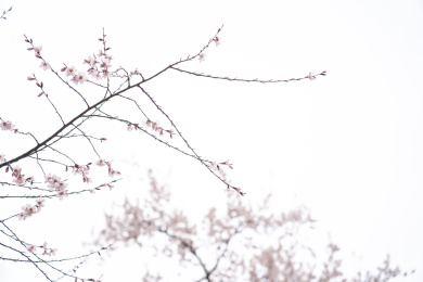 中国西藏林芝桃花特写