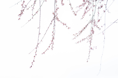 中国西藏林芝桃花特写