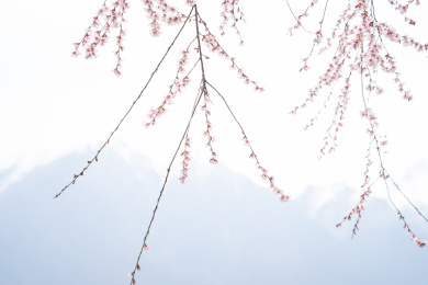 中国西藏林芝桃花特写