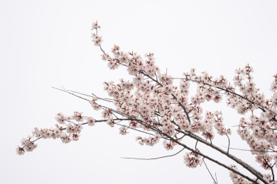 中国西藏林芝桃花特写