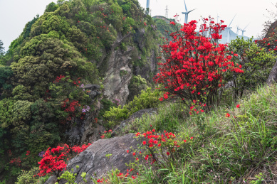 河源缺牙山的风车与映山红