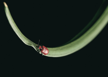 弯弯叶子上的小虫