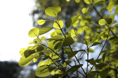 阳光下的绿叶 Green leaves
