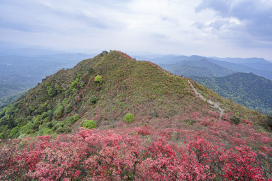 开满红色杜鹃花的山坡，福建连城