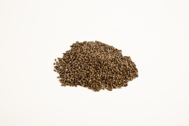 白色背景上的决明子