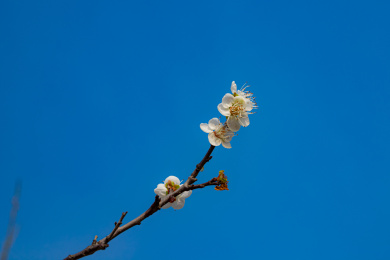 一枝绽放的白梅花