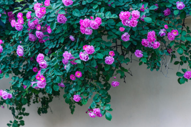 墙边盛开的紫红色的蔷薇花