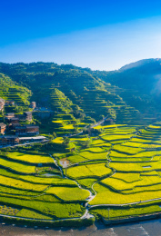 中国贵州省黔东南西江千户苗寨的梯田