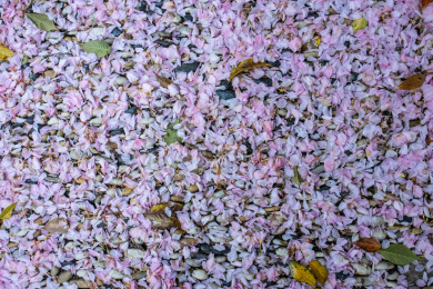 凋零的樱花花瓣
