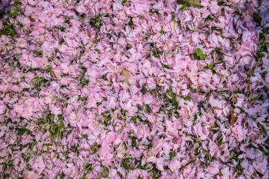凋零的樱花花瓣