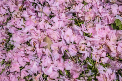 凋零的樱花花瓣