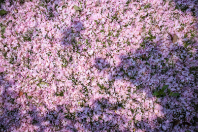 凋零的樱花花瓣