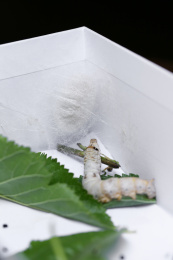 结好的蚕茧和蚕