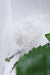 结好的蚕茧和蚕