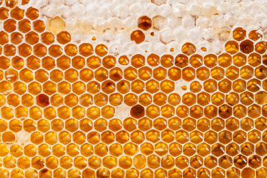 蜂窝的巢房特写