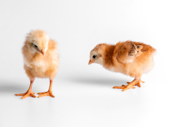 两只可爱的小鸡，刚刚出生的小鸡