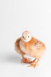 两只可爱的小鸡，刚刚出生的小鸡