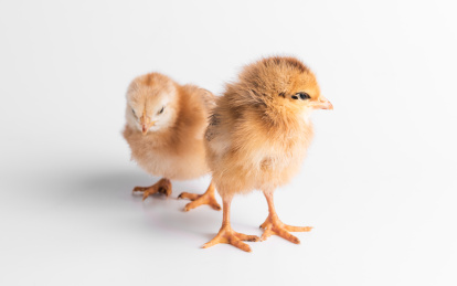 两只可爱的小鸡，刚刚出生的小鸡