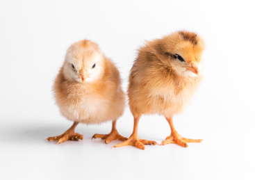 两只可爱的小鸡，刚刚出生的小鸡