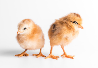 两只可爱的小鸡，刚刚出生的小鸡