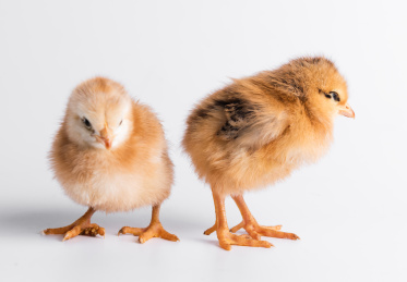 两只可爱的小鸡，刚刚出生的小鸡