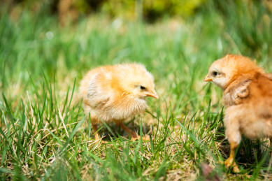 在草地上玩耍的小鸡