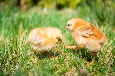 在草地上玩耍的小鸡