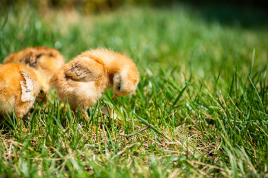 在草地上玩耍的小鸡