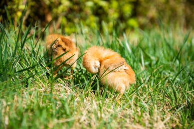在草地上玩耍的小鸡