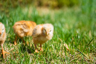 在草地上玩耍的小鸡
