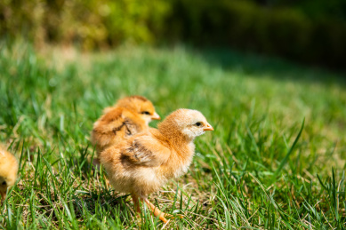 在草地上玩耍的小鸡