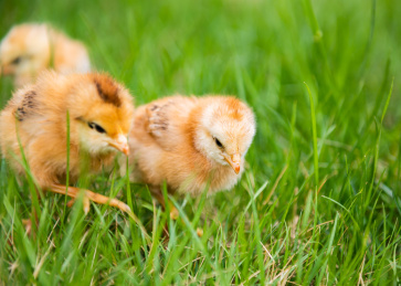 在草地上玩耍的小鸡